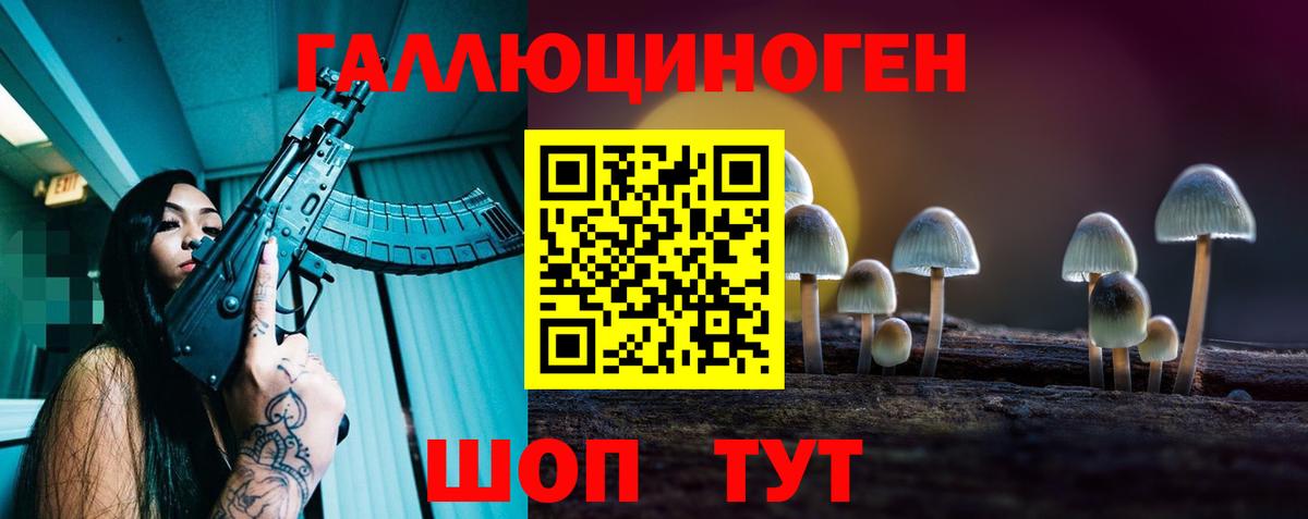Урус-Мартан  Галлюциногенные грибы Psilocybine cubensis  Вход с VPN 